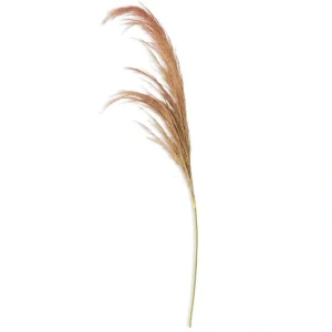 45 Inch Dried Beige Pampas Stem - cozylivehome.com | we sell a wide range of comfortable household items* Giftware